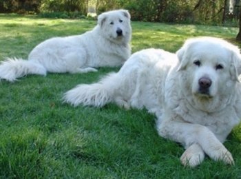 Мареммо-абруццкая овчарка, собака маремма — воплощение чистой силы и преданности