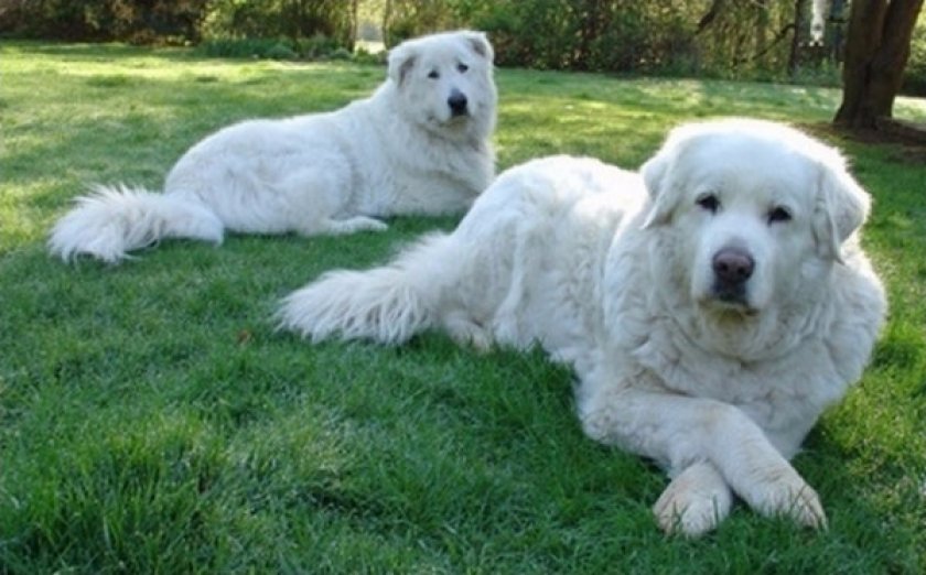 Maremma sheepdog puppies for sale italy