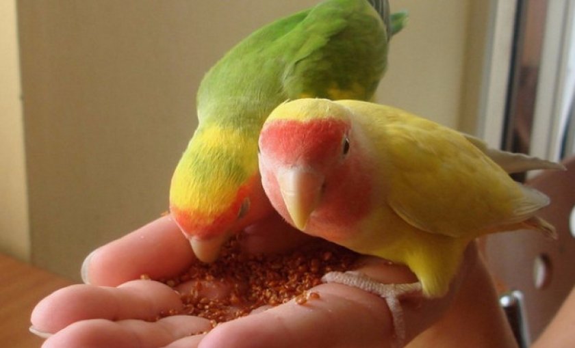 неразлучники неразлучники