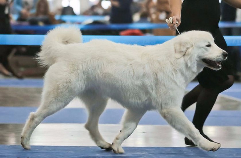 мареммо-абруццкая овчарка