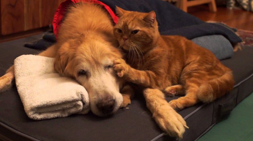 Кошка и собака