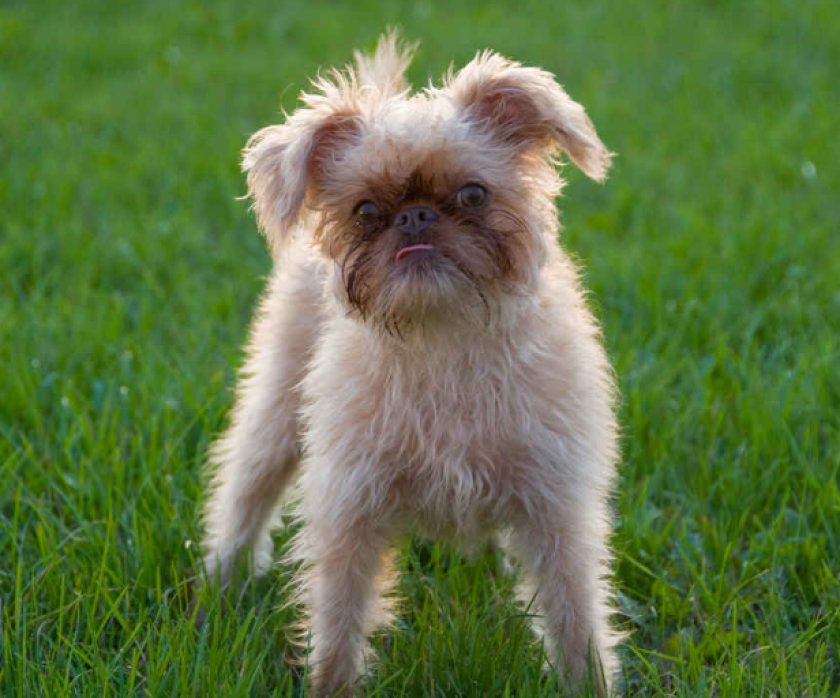 Бельгийский гриффон