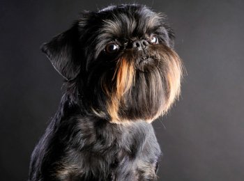 Бельгийский гриффон: миниатюрный компаньон для всей семьи