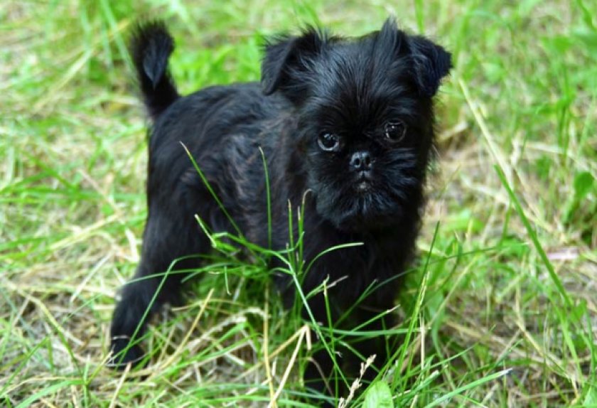 Бельгийский гриффон