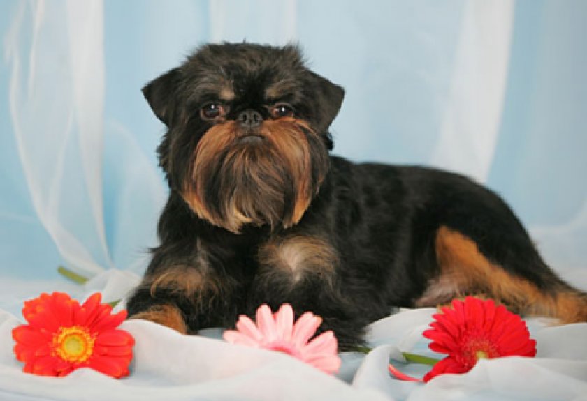 Бельгийский гриффон