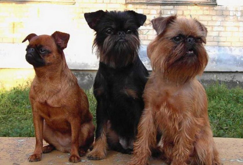 Бельгийский гриффон