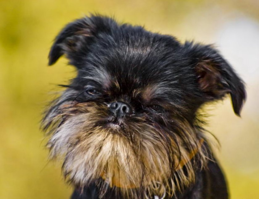 Бельгийский гриффон