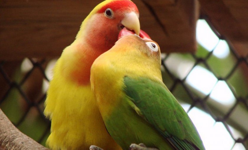 неразлучники неразлучники