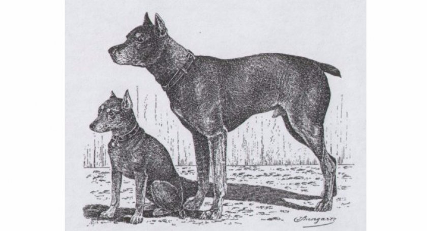 Немецкий пинчер Немецкий пинчер