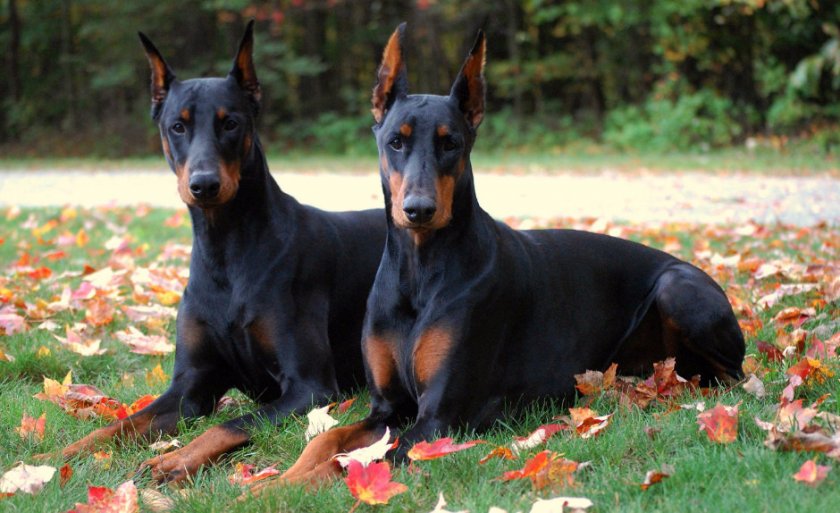 Доберман Доберман