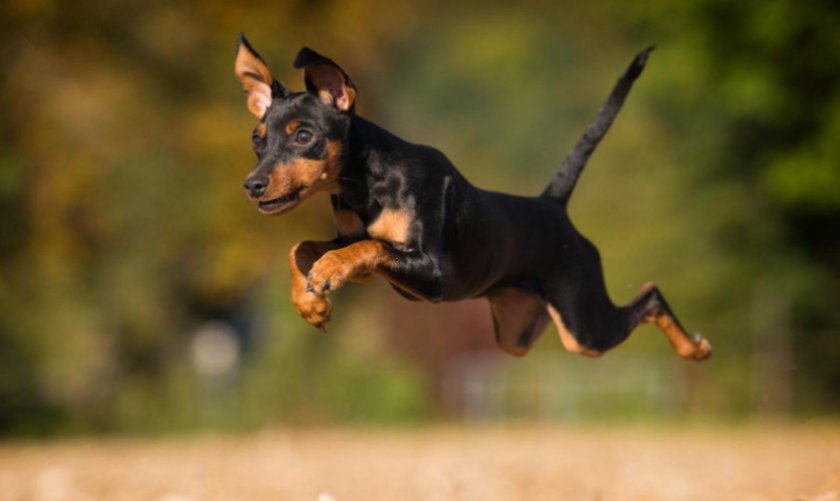 Цвергпинчер Цвергпинчер
