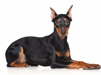 Немецкий пинчер: грациозность, преданность и отвага