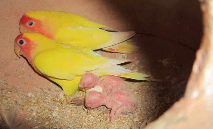 птенцы птенцы