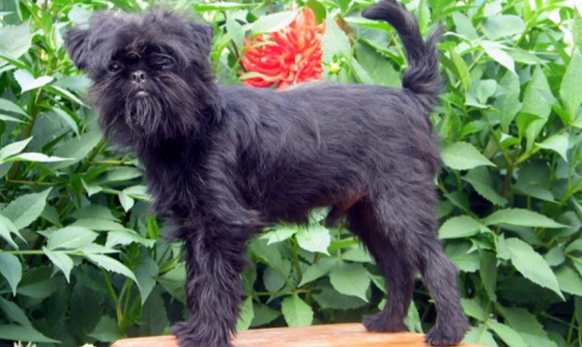 Аффенпинчер Аффенпинчер