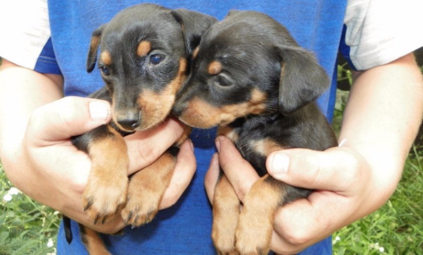 Щенки Щенки