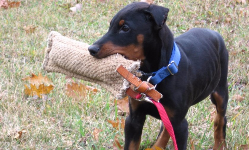 Немецкий пинчер Немецкий пинчер