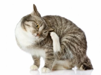 Как обнаружить и как лечить кошек от власоедов