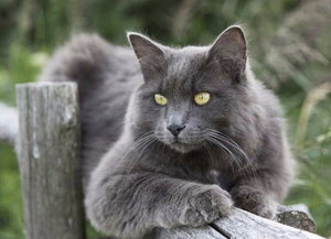 Кошка нибелунг