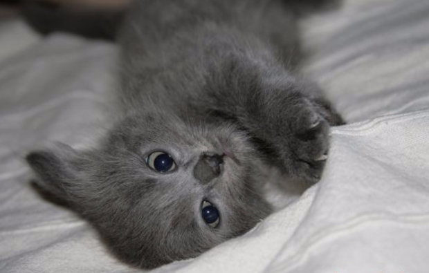 Котенок нибелунга Котенок нибелунга