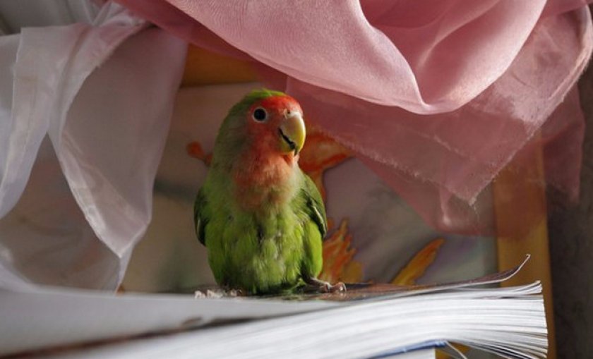 неразлучник неразлучник