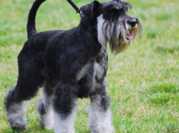 Собака цвергшнауцер: великолепный друг, надежный и верный храбрец