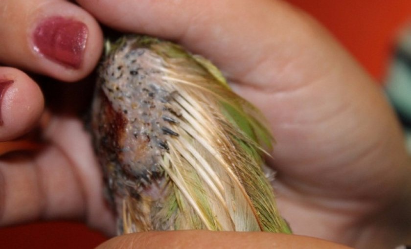 Болезнь неразлучника Болезнь неразлучника