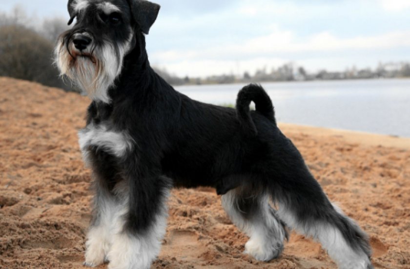 Собака цвергшнауцер