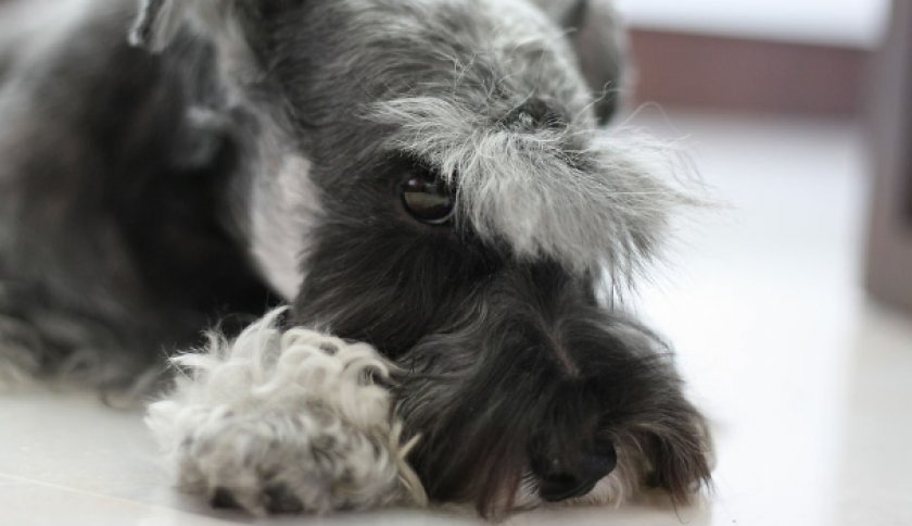 Собака цвергшнауцер