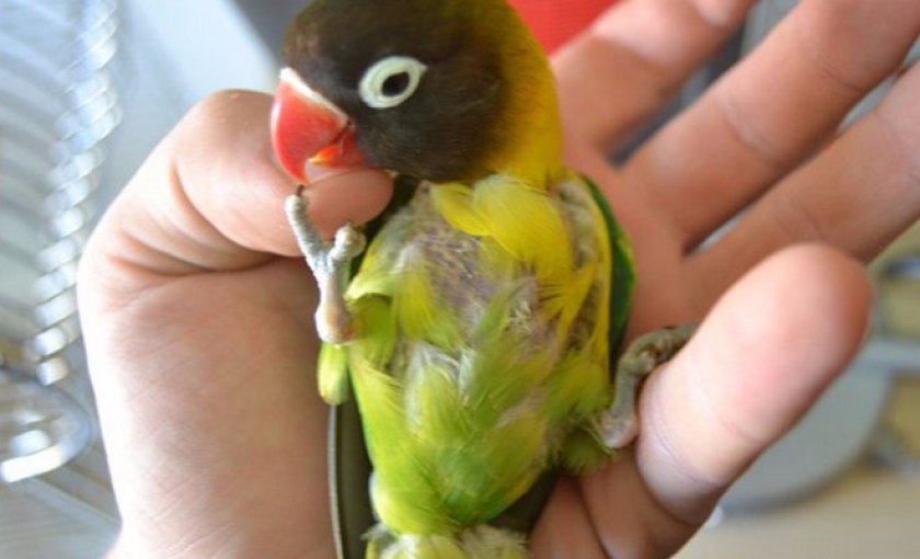 неразлучник неразлучник