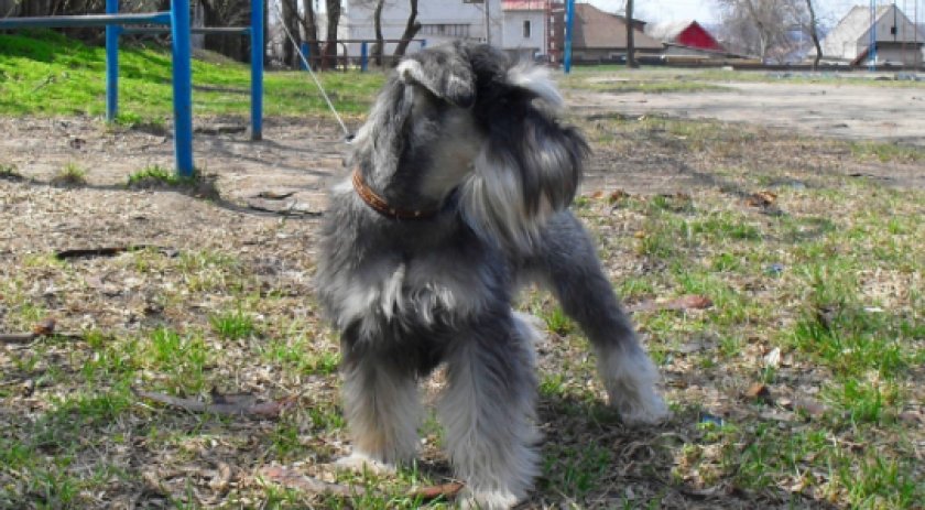 Собака цвергшнауцер