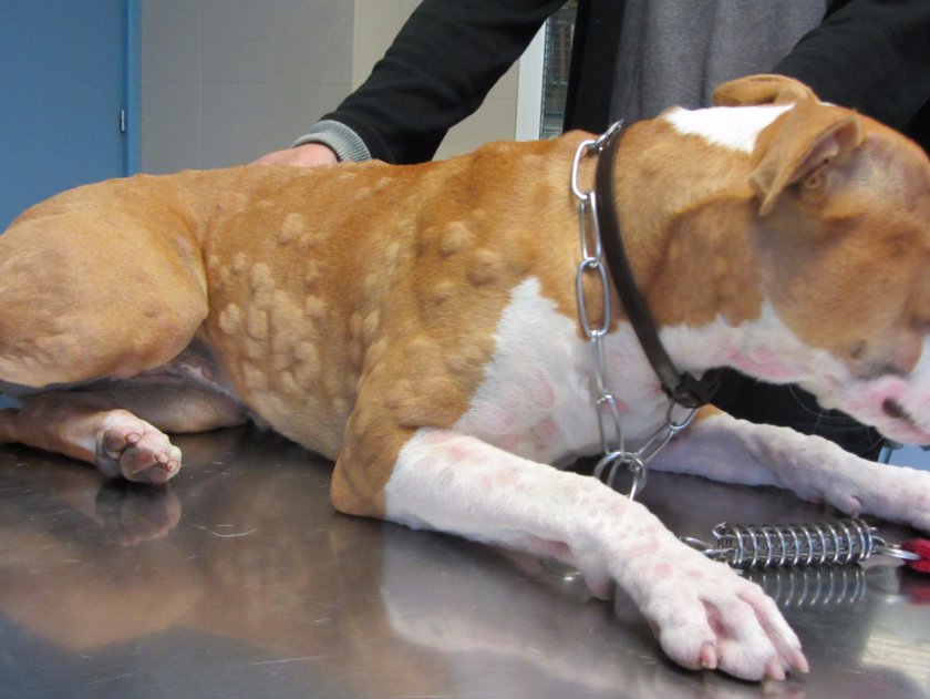 Аллергия у собак Аллергия у собак