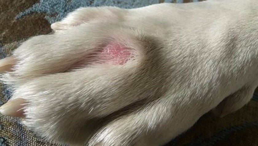 Грибок у собак Грибок у собак