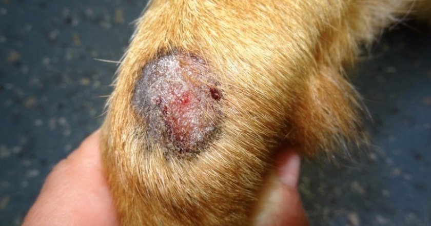 Грибок у собак Грибок у собак