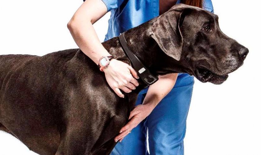 Ошейник от блох Ошейник от блох