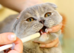 Болезни кошки