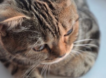 Токсокароз у кошек: что делать, как лечить