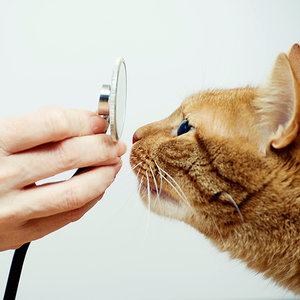 Токсокароз у кошек симптомы и лечение, toxocara cati