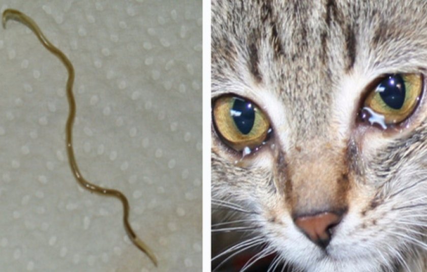 Токсокары у кошки лечение в домашних условиях