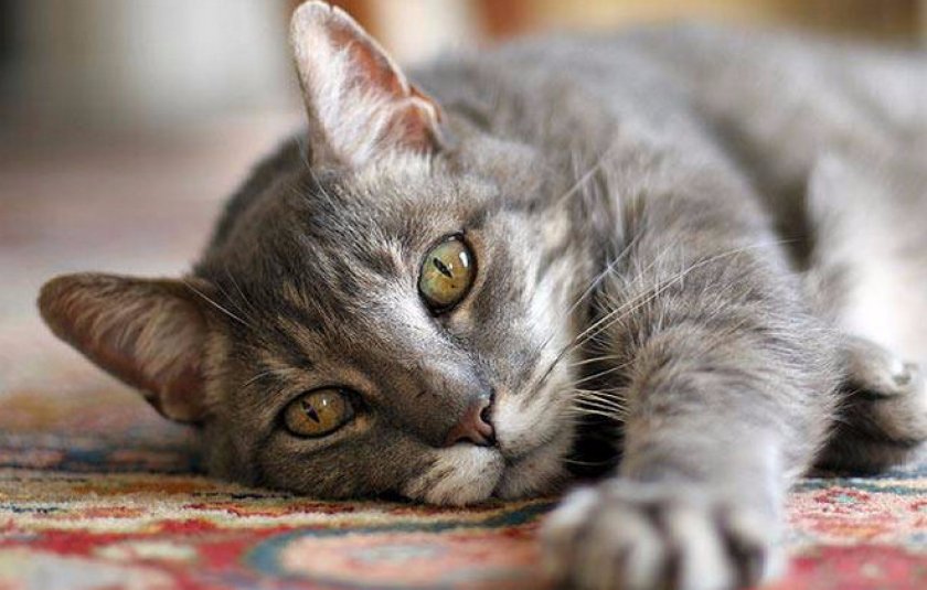 Токсокары у кошки лечение в домашних условиях