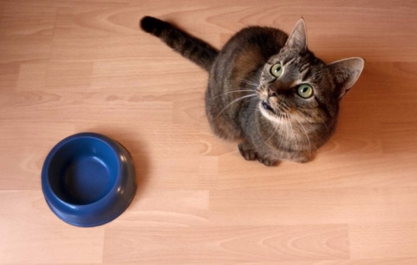 Токсокар у кошки лечение в домашних условиях thumbnail