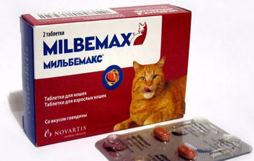 Токсокар у кошки лечение в домашних условиях