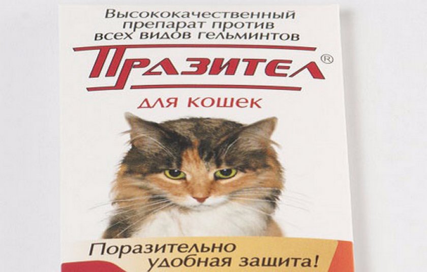 Токсокары у кошек лечение в домашних условиях