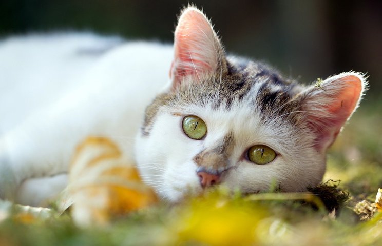 Симптомы нарушения здоровья кошки Симптомы нарушения здоровья кошки