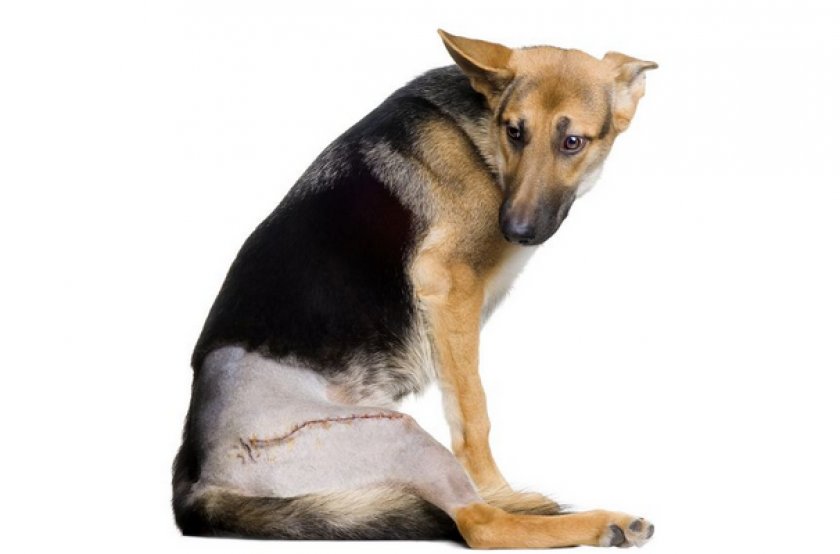 Собака после опреации