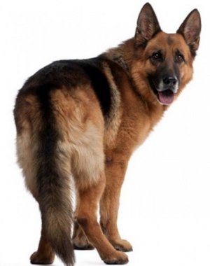 Дисплазия ТБС