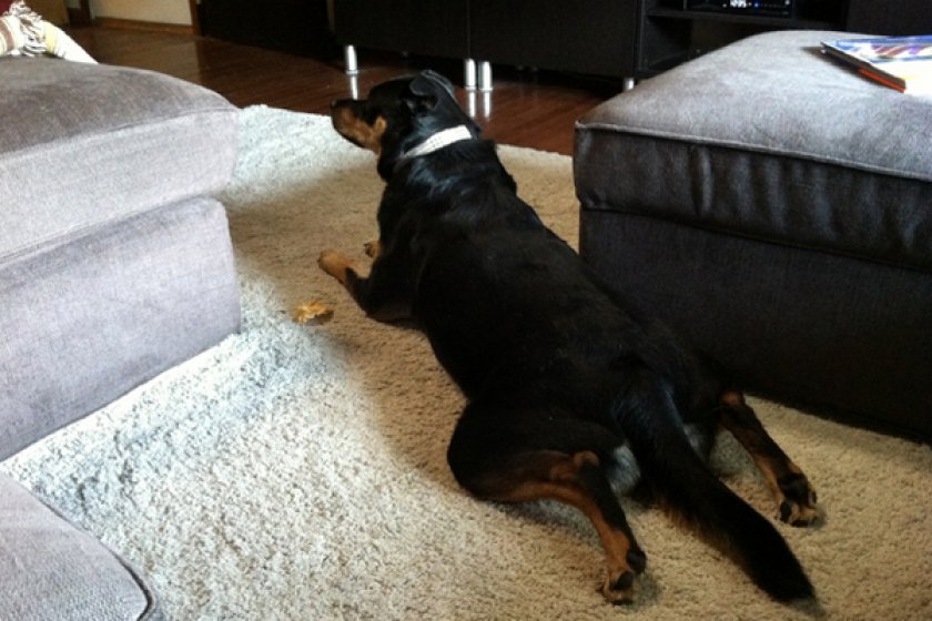 Дисплазия ТБС