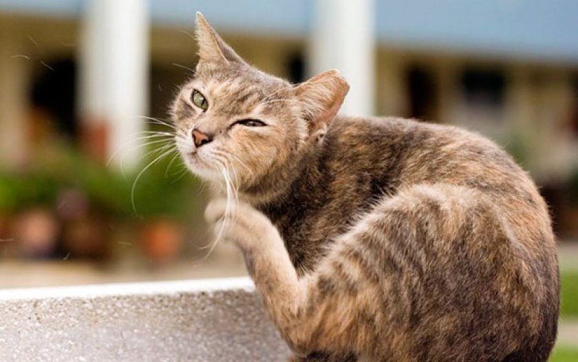 Паразитарные заболевания