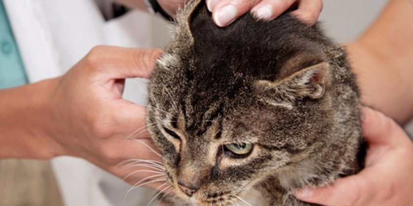 ушной клещ у кошек