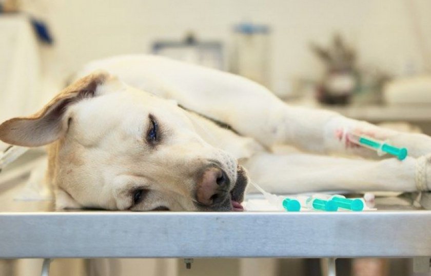 Лечение дисплазии