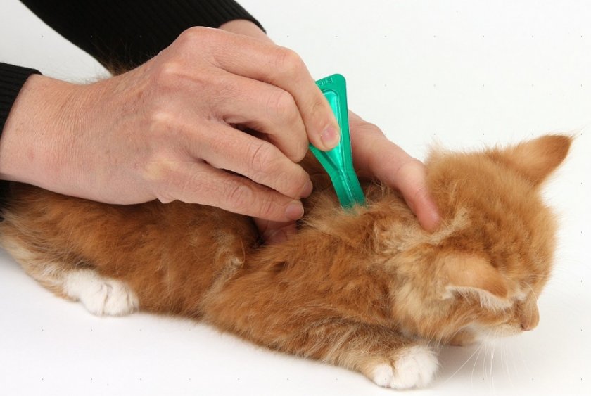 Обработка от паразитов